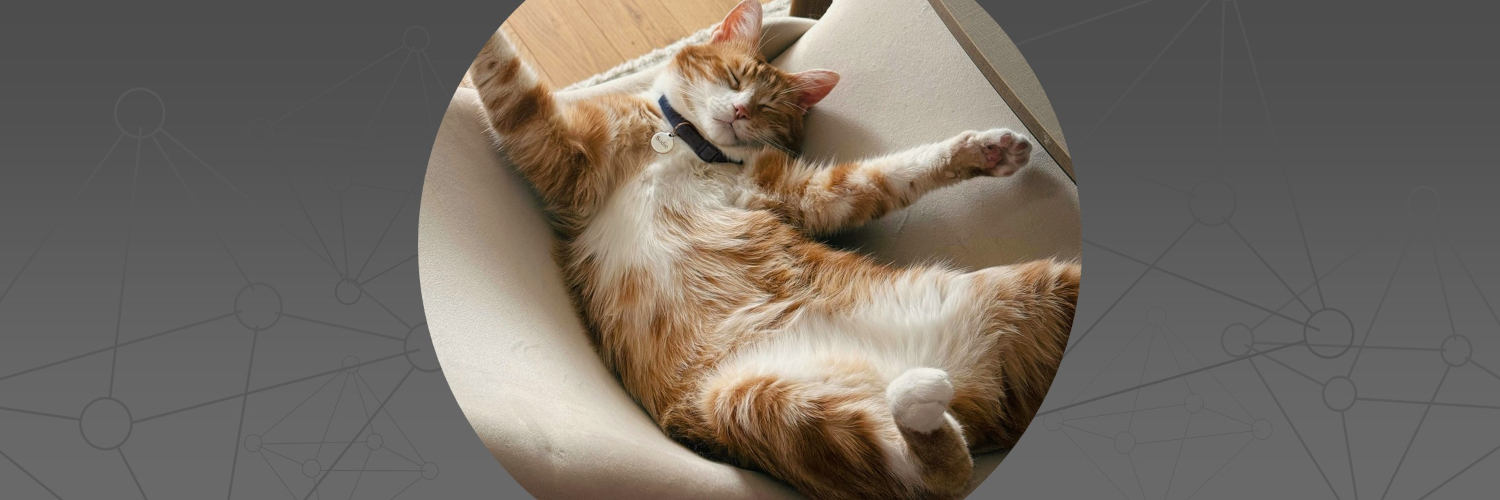 Katze Sodie liegt entspannt auf dem Rücken